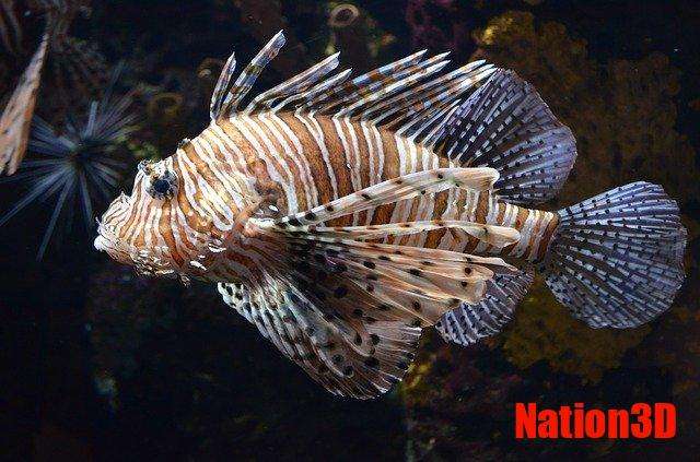 Animales marinos, el diverso mundo que los rodea 4 los animales y el mundo